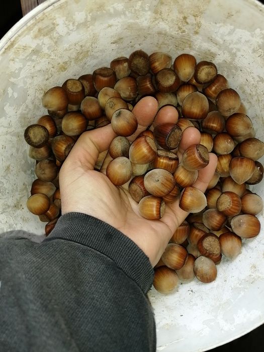 Alune de pădure de cultură