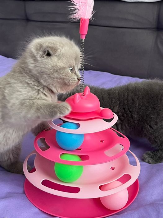 Продам милых котят