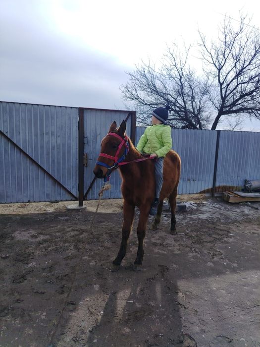 Тайлар сатылады, 1 ұрғашы, 2 еркек