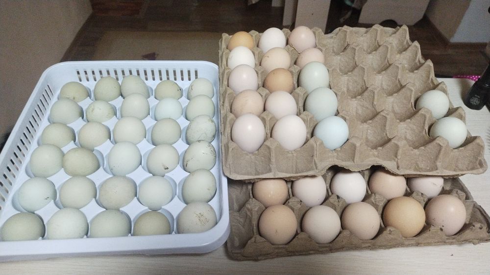 Инкубационные яйца
