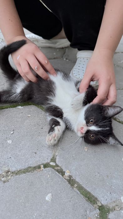 Отдам котят в хорошие руки