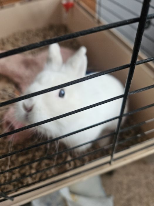 Декоративный кролик девочка