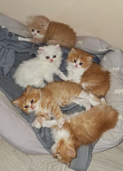 Персийска котета