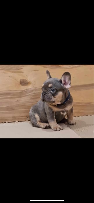 Bulldog francez blue tan