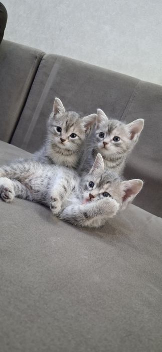 Британские котята