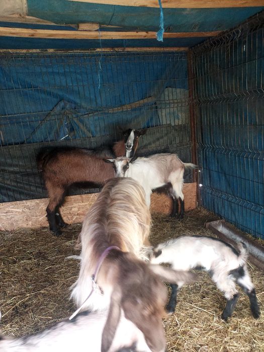Capre de vanzare și țap alpin francez