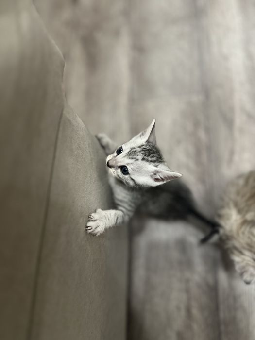 Котята полубенгалы