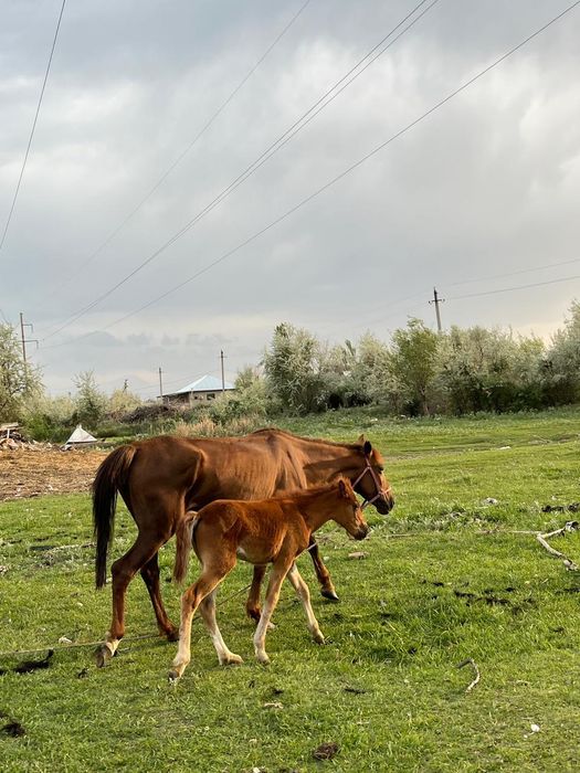 Бие сатылады срочна
