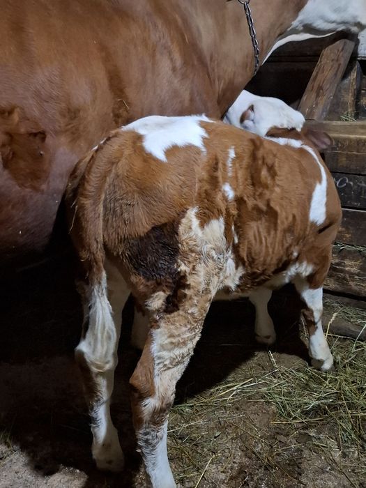 De vânzare vacă bălțată