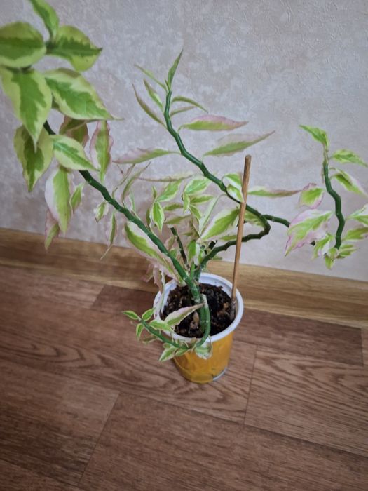 Педилантус или хребет дракона