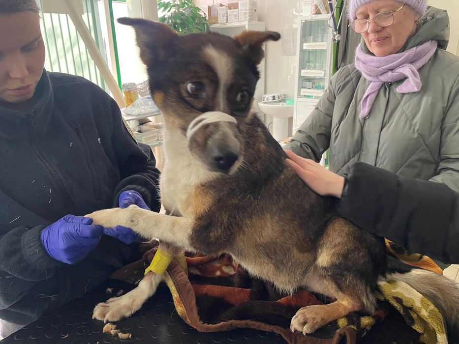 Молодой пес в частный дом