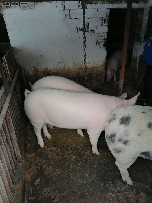 Продавам угоени прасета