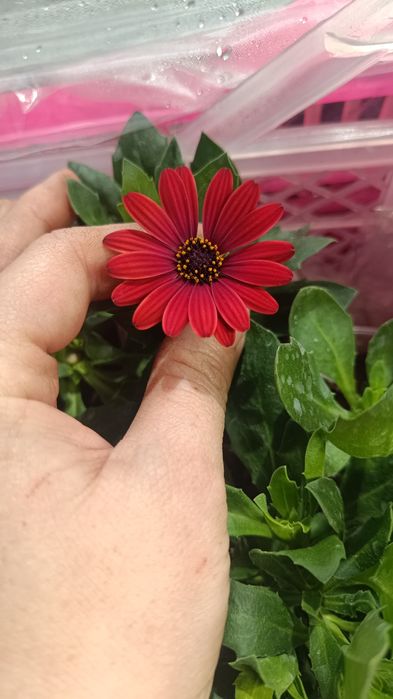 Остеоспермум вегетативный