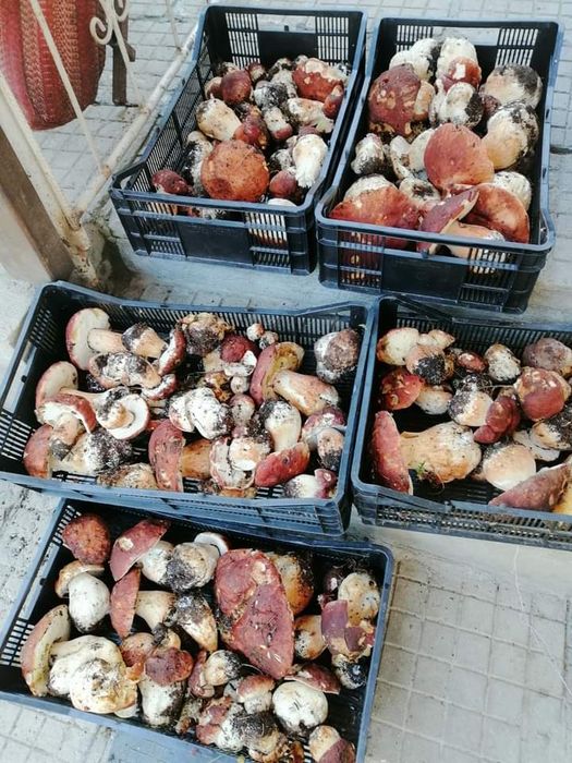 Суха борова манатарка, пачи крак