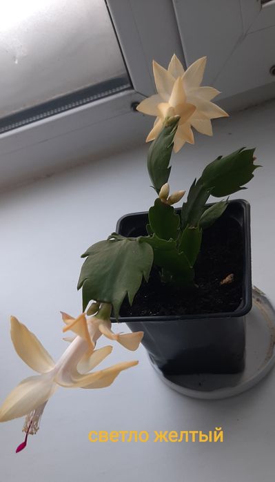 Комнатные цветы шлюмбергеры