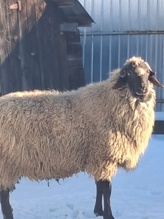 Vand berbec Carabas cu breaz