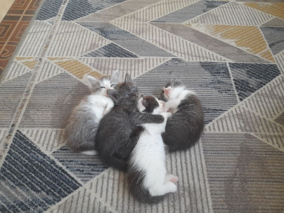 Котята бесплатно
