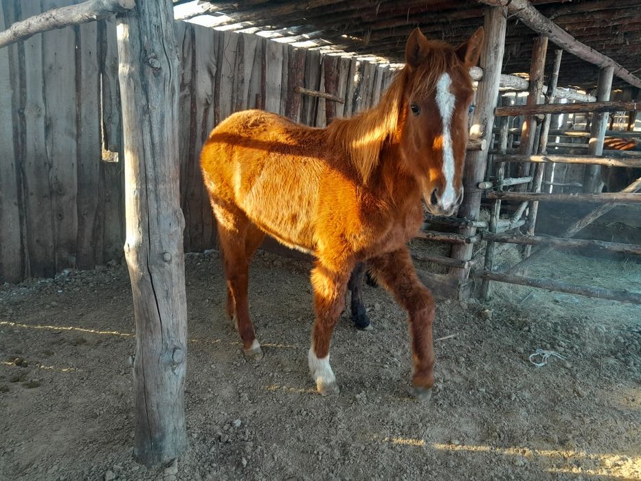 Тайлар     сатам