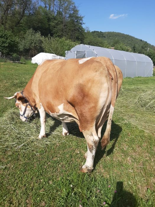 Vaca de vanzare.