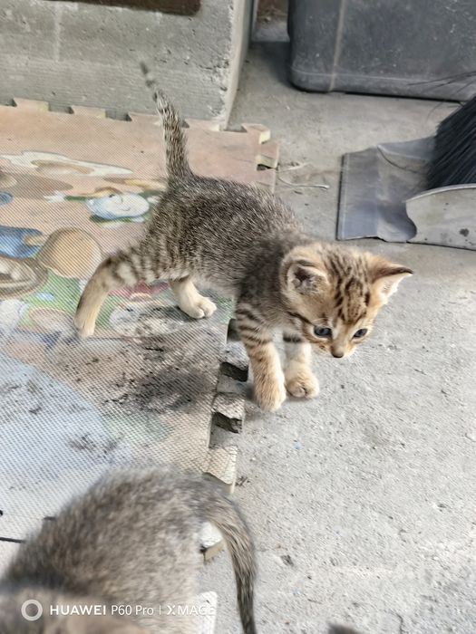 Отдам даром котят