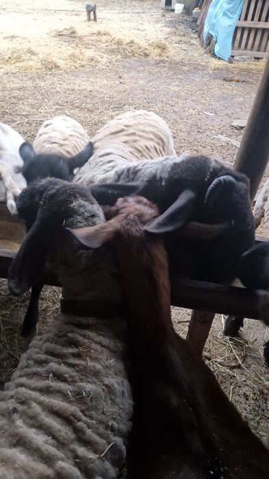 Vând oi Suffolk și capre alpine