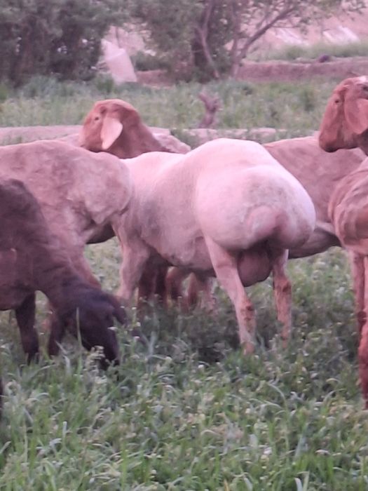 Ona bola  quy sotiladi