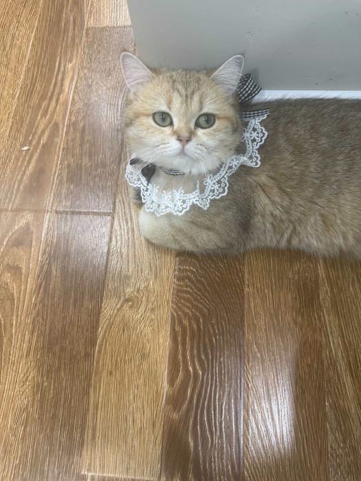 Кошка золотая шиншилла