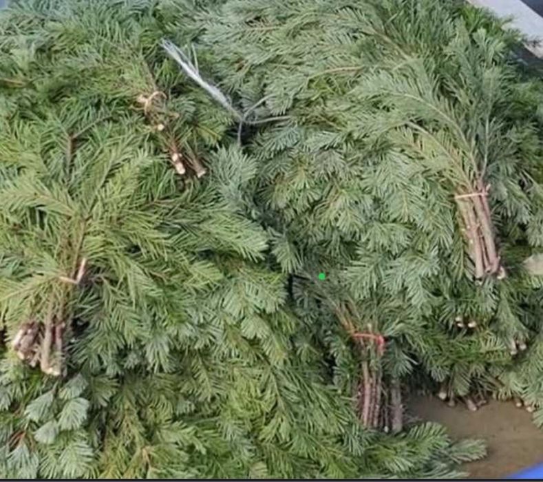 Елки с бесплатной доставкой