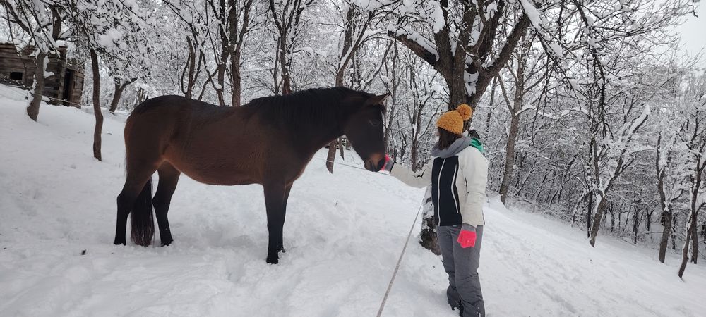 Cal pentru echitatie - Manza de 5 ani