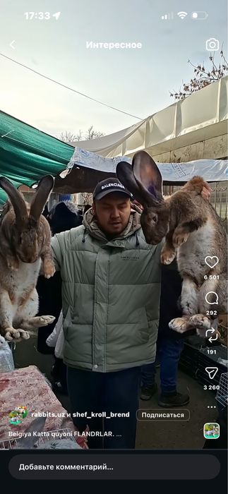 Кролики порода гигант Фландр