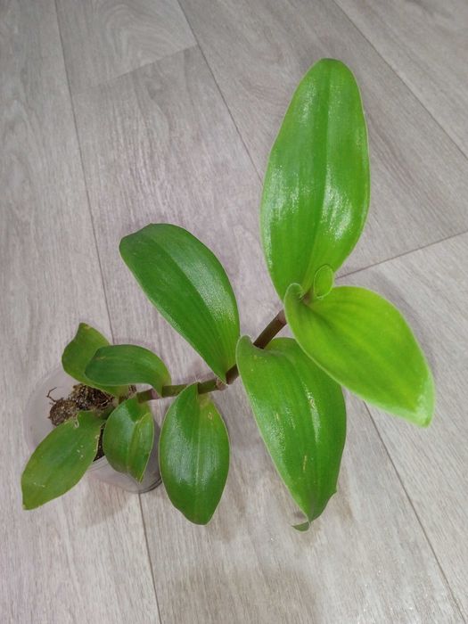 Продам домашние растения