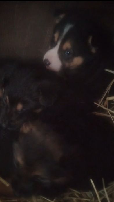 Отдам щенков в добрые руки