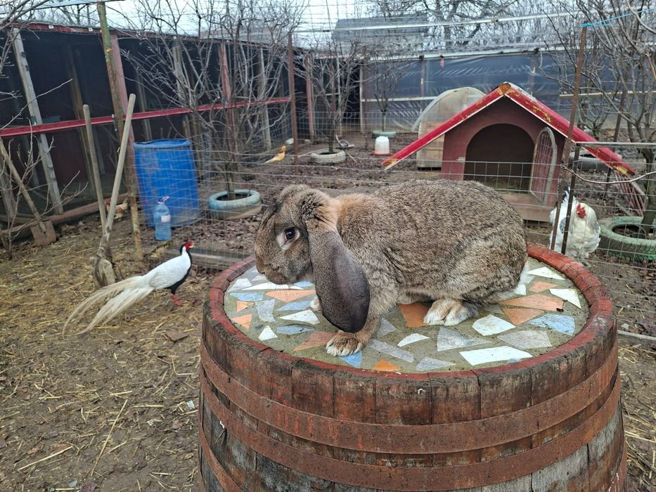 De vanzare sau schimb