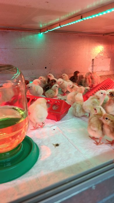 Цыплята, продажа!!! Читаем полностью!