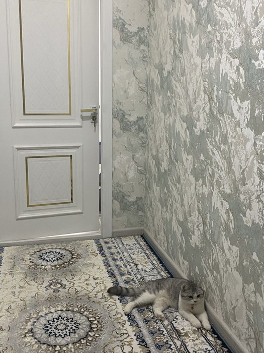 мушук сотилади срочно