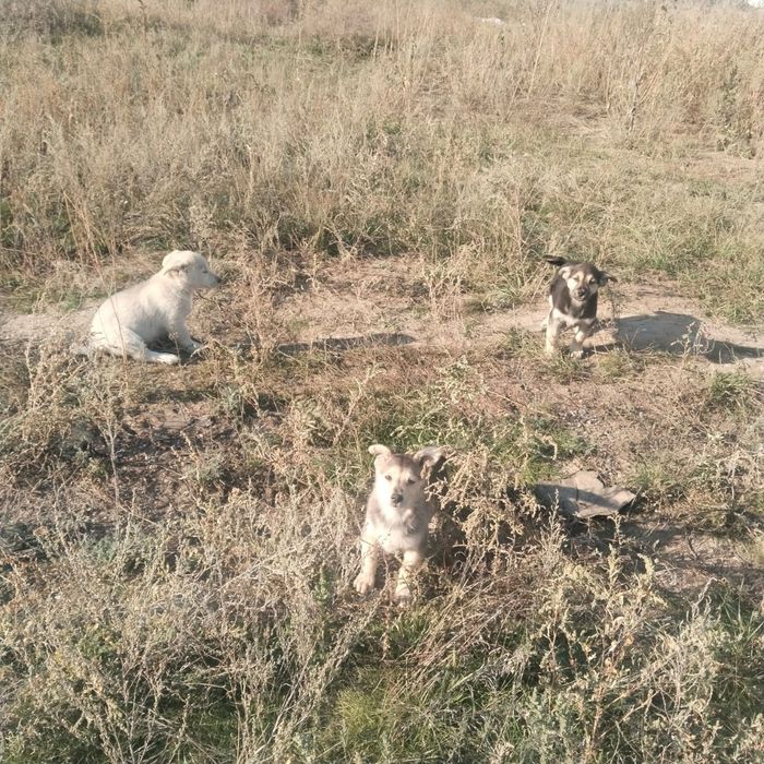 Отдам щенков в хорошие руки