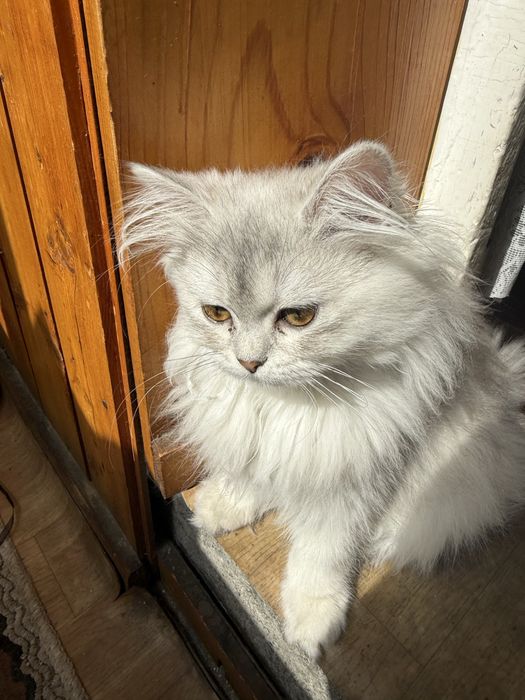 Британска дългокосместна сребърна чинчила