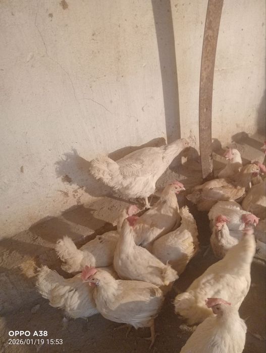 куры несушек продам