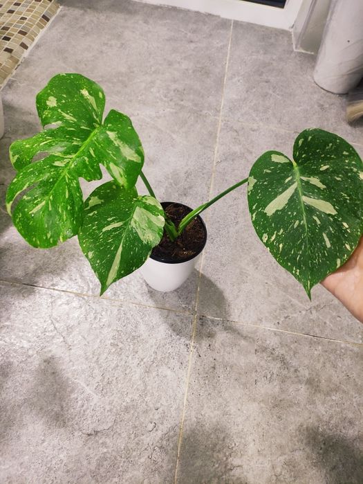 Монстера тайское созвездие