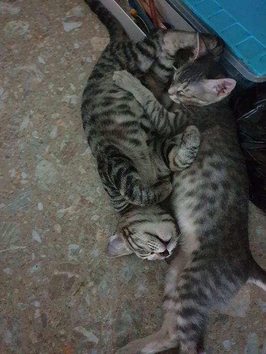 Отдам в добрые руки