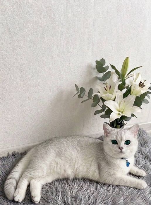 Вязкага Куштиришга