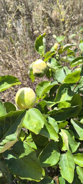 Teren intravilan 2950 mp