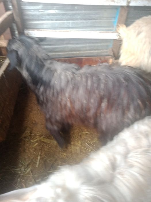 Қой, ешкі,теке/кой,ешки,теке