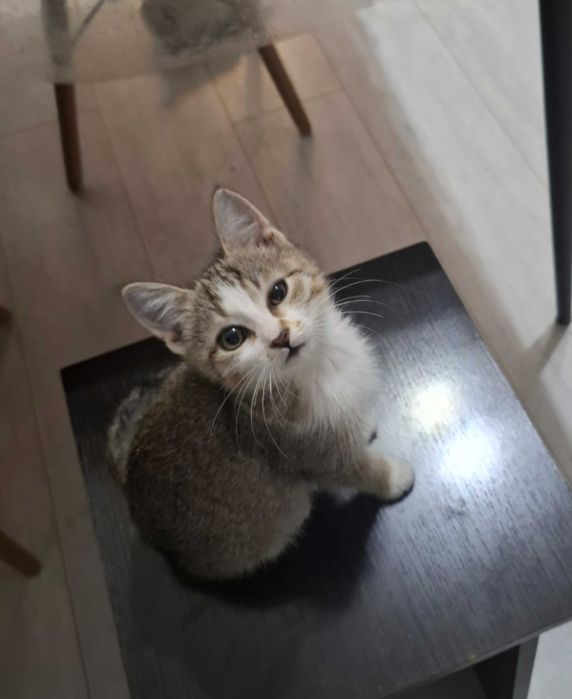 Отдам в добры руки котенка