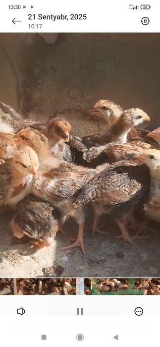 Sogʻlom baquvvat joʻjalar