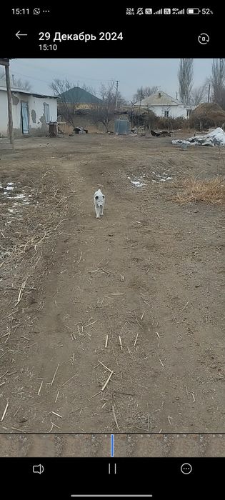 төбет           .