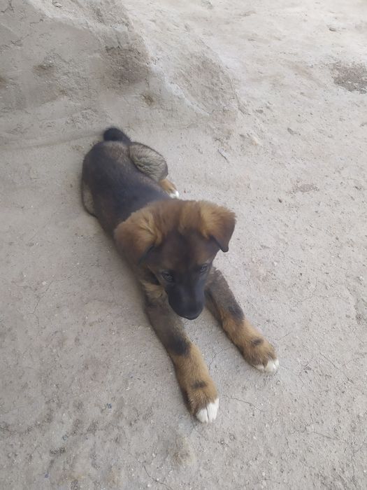 Zotdor 1 oylik kafolatli