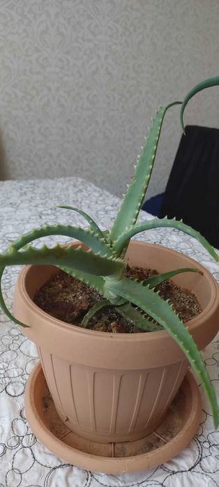 Aloe Vera arborescent comestibil, pentru tincturi si cosmetic