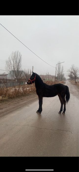 Продаю фриза или обмен