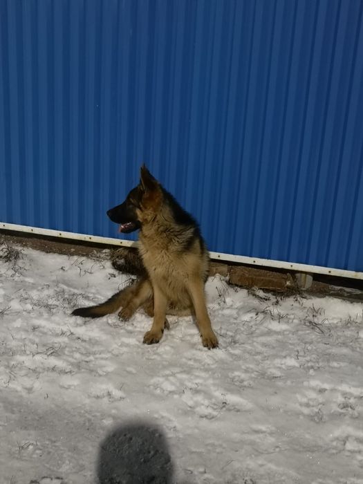 Ищем невесту. Для вязки.